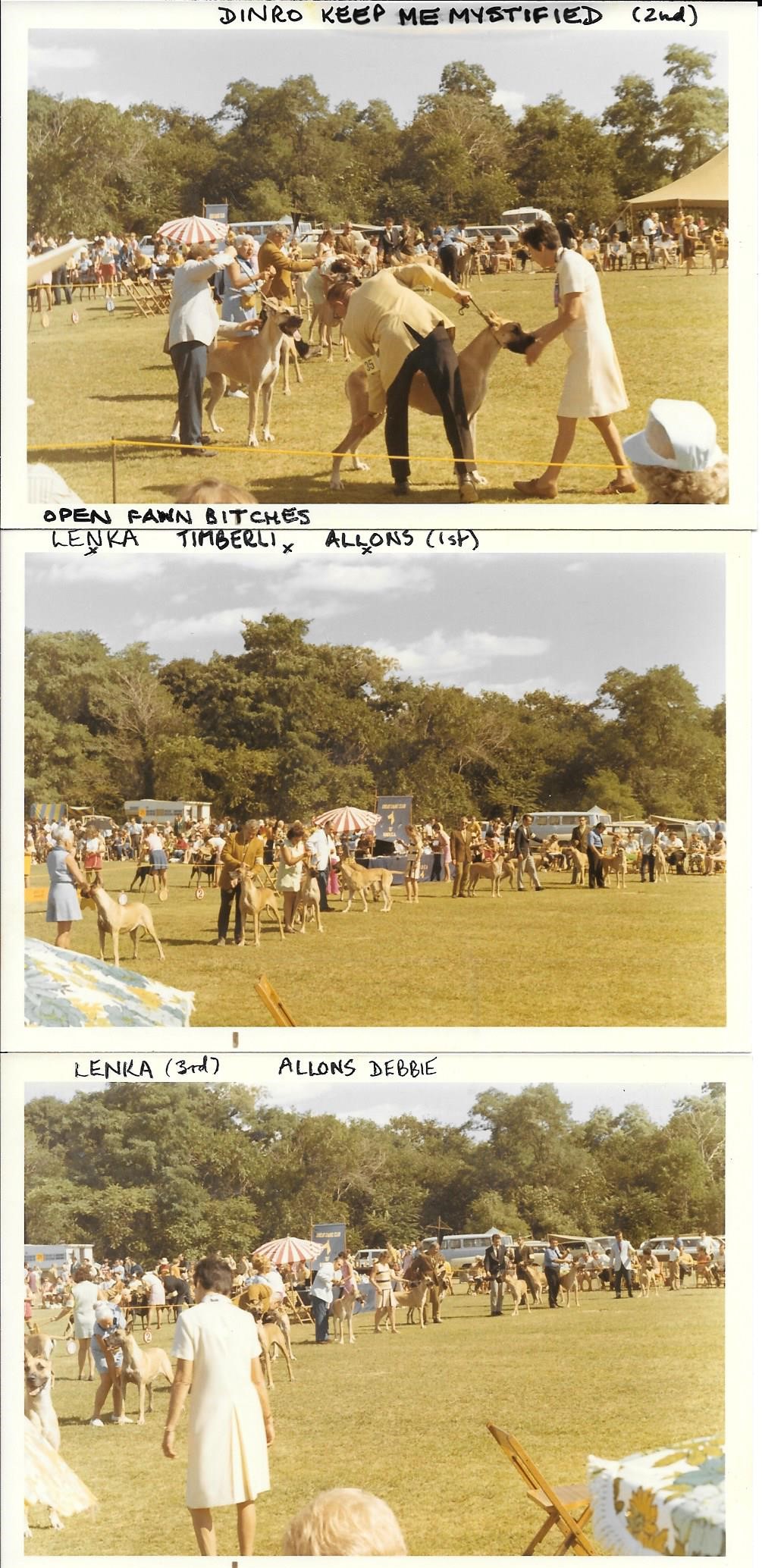 Westchester 1970 Open Fawn Bitches